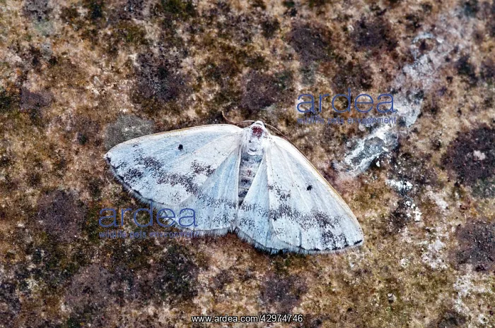 : Clouded Silver Moth - At rest - on rock : Clouded Silver Moth - At rest - on rock