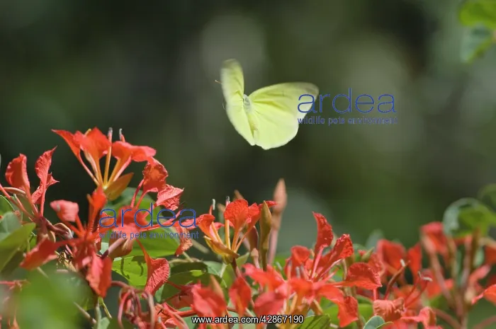 : Clouded Sulphur Butterfly / Common Sulphur - flying : Clouded Sulphur Butterfly / Common Sulphur - flying
