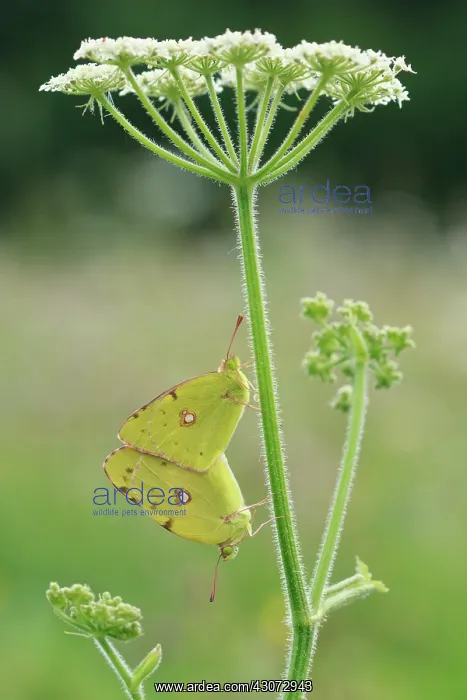 : Clouded Yellow : Clouded Yellow