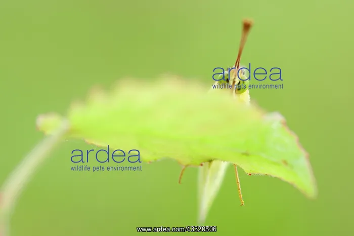 : Clouded Yellow : Clouded Yellow