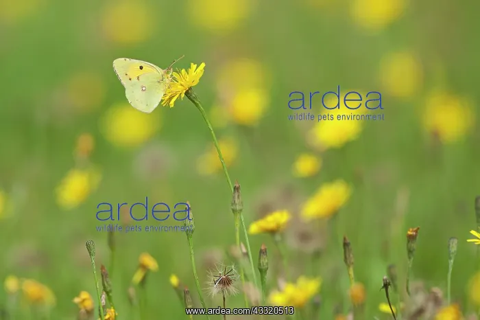 : Clouded Yellow : Clouded Yellow