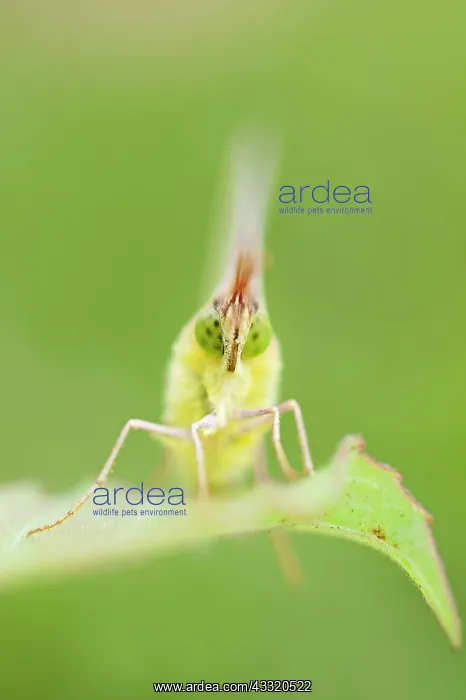 : Clouded Yellow : Clouded Yellow