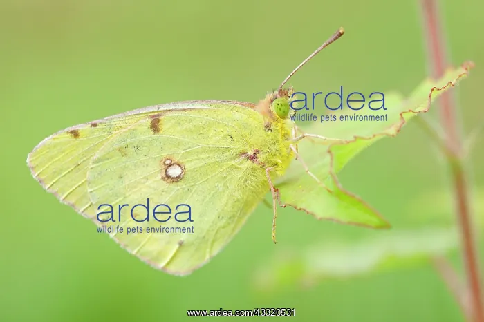 : Clouded Yellow : Clouded Yellow
