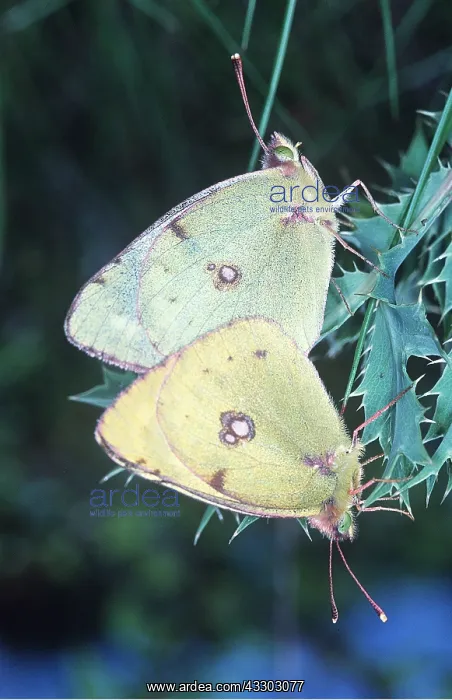  : Clouded Yellow Butterflies