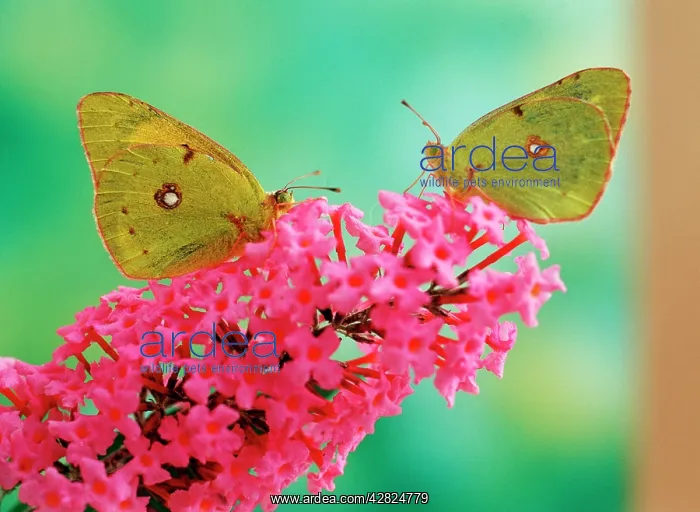 : Clouded Yellow Butterflies - two on pink Buddleia : Clouded Yellow Butterflies - two on pink Buddleia