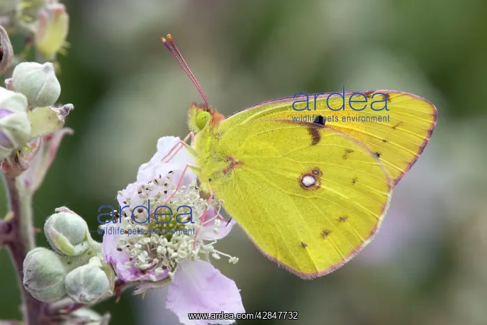 : Clouded Yellow Butterfly - on bramble : Clouded Yellow Butterfly - on bramble