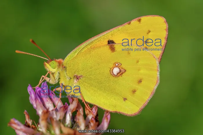 : Clouded Yellow butterfly (Colias crocea) resting : Clouded Yellow butterfly (Colias crocea) resting