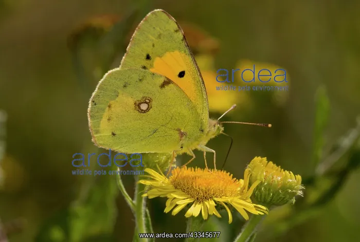 : Clouded Yellow Butterfly - feeding on Fleabane : Clouded Yellow Butterfly - feeding on Fleabane