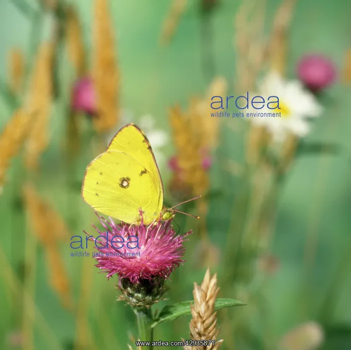 : Clouded Yellow Butterfly - male : Clouded Yellow Butterfly - male