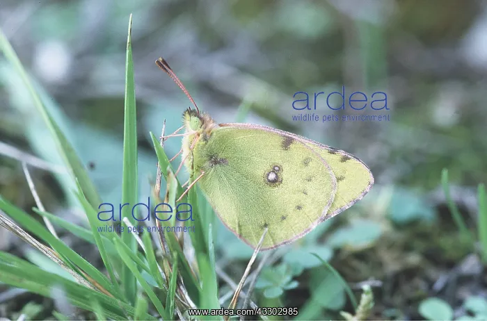: Clouded Yellow Butterfly - resting on grass, side view : Clouded Yellow Butterfly - resting on grass, side view