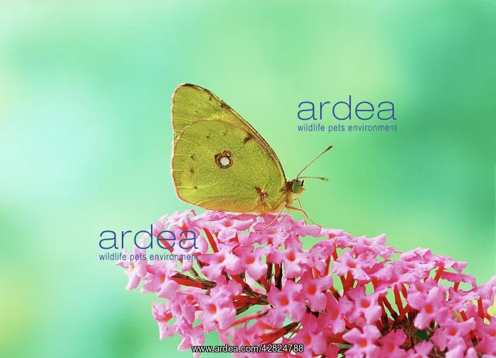 : Clouded yellow Butterfly - side view, on Buddleia flower : Clouded yellow Butterfly - side view, on Buddleia flower
