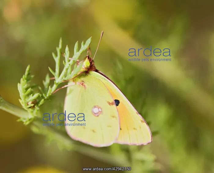 : Clouded Yellow - on flower : Clouded Yellow - on flower