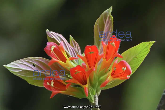 : Cloudforest flower : Cloudforest flower