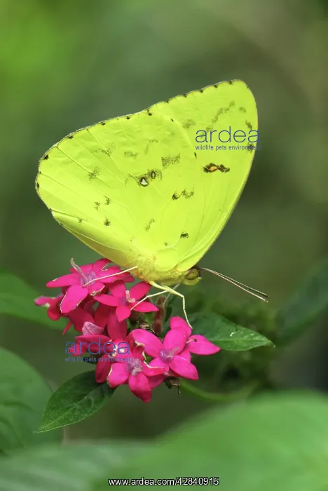 : Cloudless Sulphur Butterfly : Cloudless Sulphur Butterfly