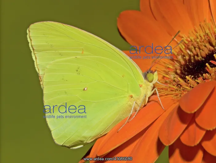 : Cloudless Sulphur Butterfly : Cloudless Sulphur Butterfly