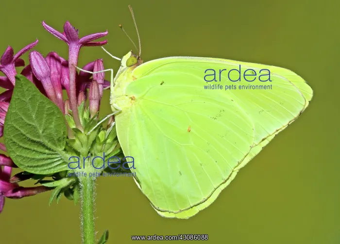 : Cloudless Sulphur Butterfly : Cloudless Sulphur Butterfly