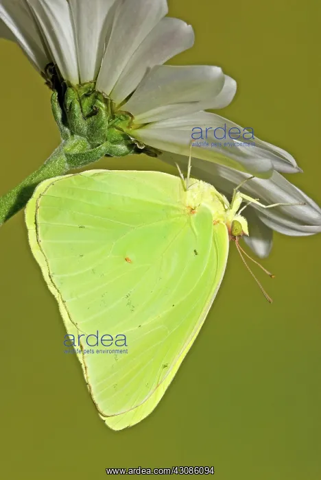 : Cloudless Sulphur Butterfly : Cloudless Sulphur Butterfly