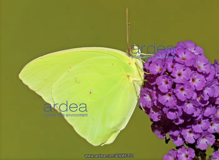 : Cloudless Sulphur Butterfly : Cloudless Sulphur Butterfly