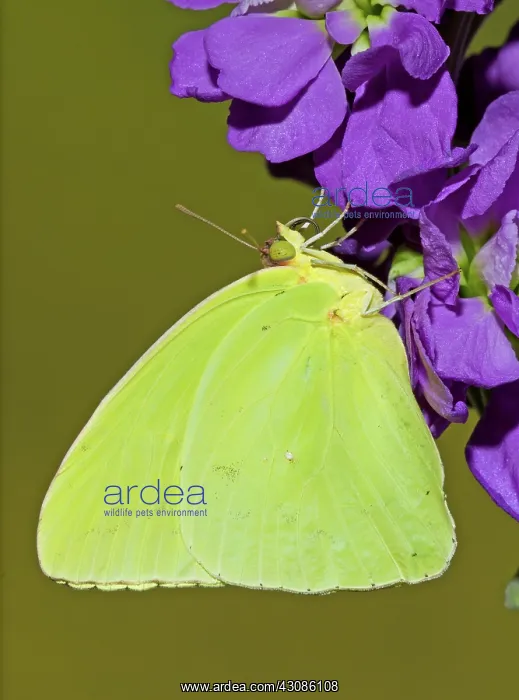  : Cloudless Sulphur Butterfly