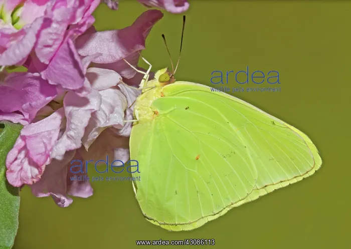 : Cloudless Sulphur Butterfly : Cloudless Sulphur Butterfly