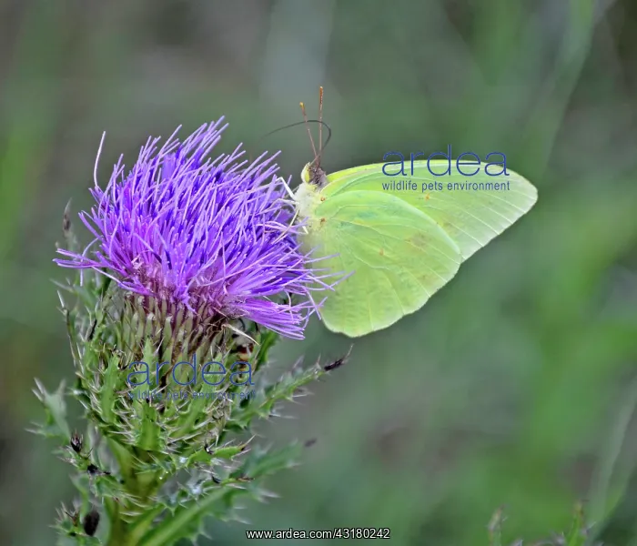 : Cloudless Sulphur Butterfly : Cloudless Sulphur Butterfly