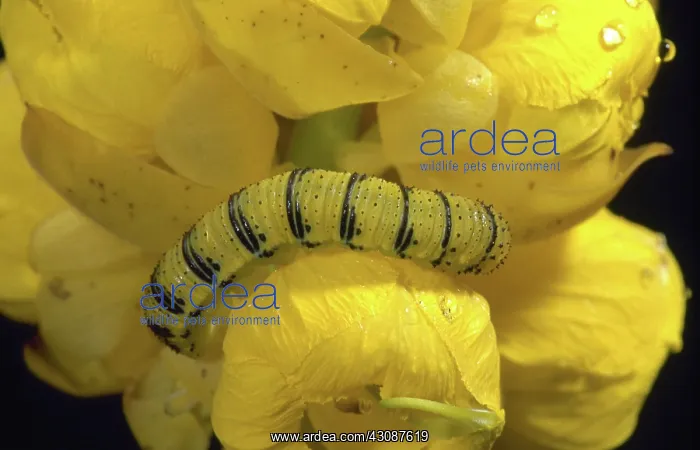 : Cloudless Sulphur Caterpillar : Cloudless Sulphur Caterpillar