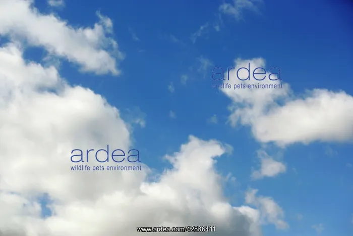 : Clouds : Clouds
