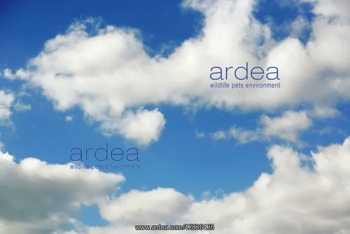 : Clouds : Clouds