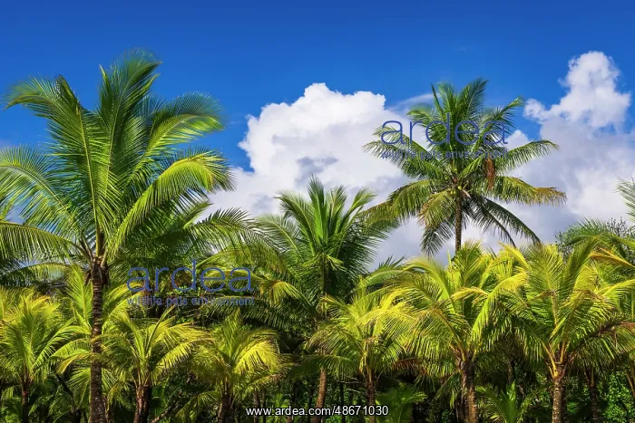 : Clouds over coconut palms at Playa Matapalo, Puntarenas : Clouds over coconut palms at Playa Matapalo, Puntarenas