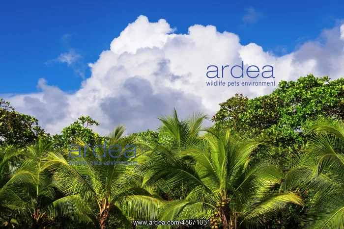 : Clouds over coconut palms at Playa Matapalo, Puntarenas : Clouds over coconut palms at Playa Matapalo, Puntarenas