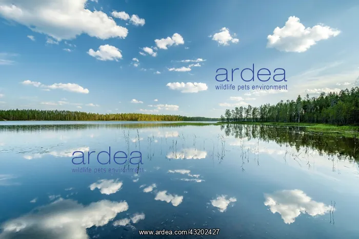 : Clouds, forest, trees reflected in the lake, Hossa : Clouds, forest, trees reflected in the lake, Hossa