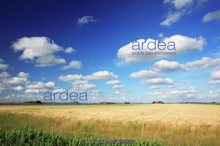 : Clouds - good weather clouds, over cornfield : Clouds - good weather clouds, over cornfield