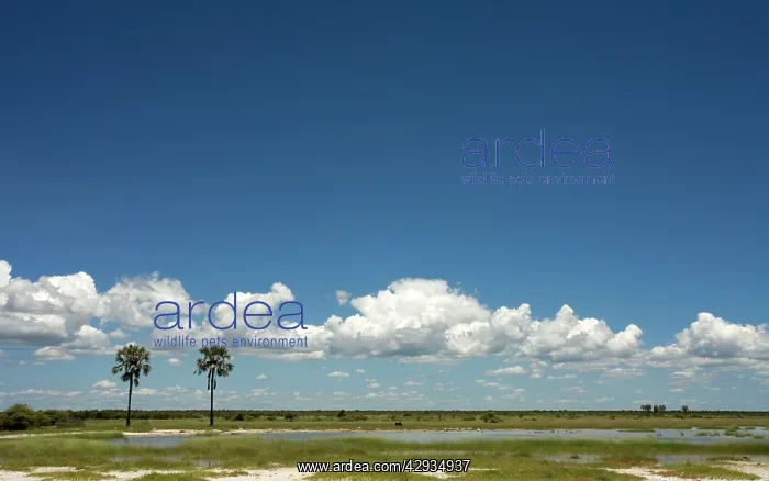 : Clouds on the horizon near Twee Palme : Clouds on the horizon near Twee Palme