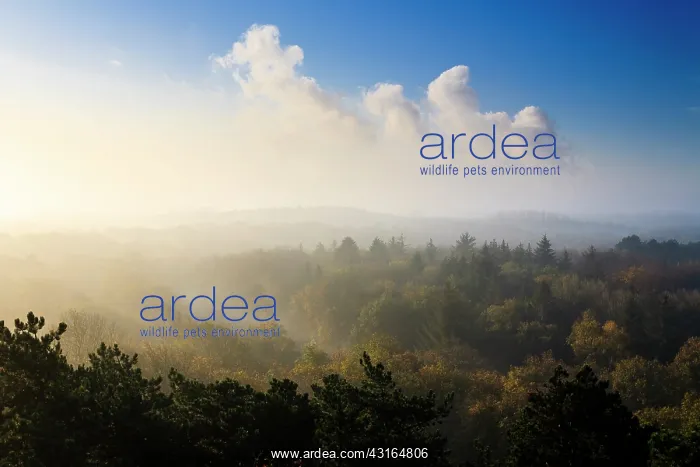  : Clouds and mist at mixed forest with deciduous and coniferous trees with autumn colors