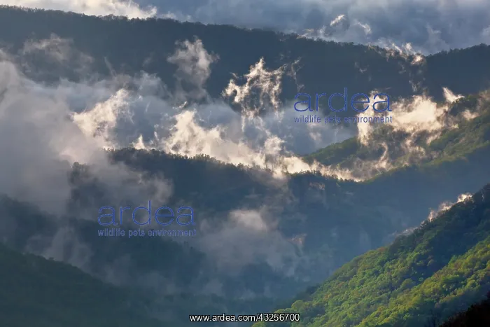 : Clouds in Oconaluftee Valley at sunrise : Clouds in Oconaluftee Valley at sunrise