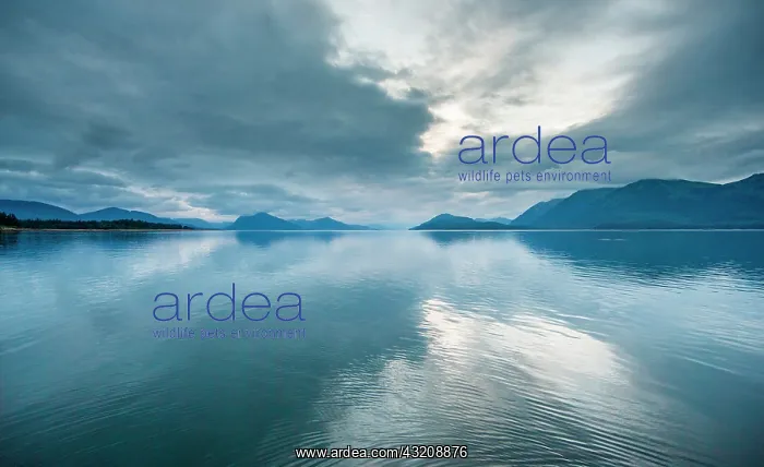 : Clouds are reflected in water in the fjords of A : Clouds are reflected in water in the fjords of A