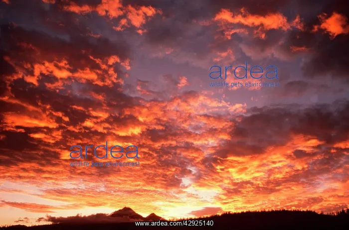 : Clouds at sunset : Clouds at sunset