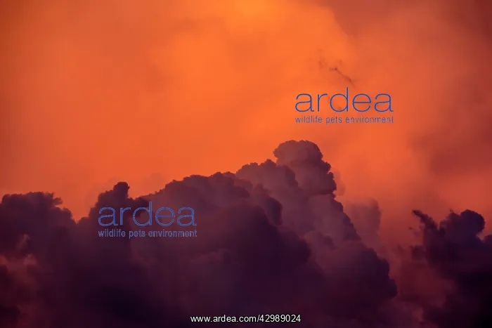 : Clouds - at sunset. Rio Negro, Amazon river : Clouds - at sunset. Rio Negro, Amazon river