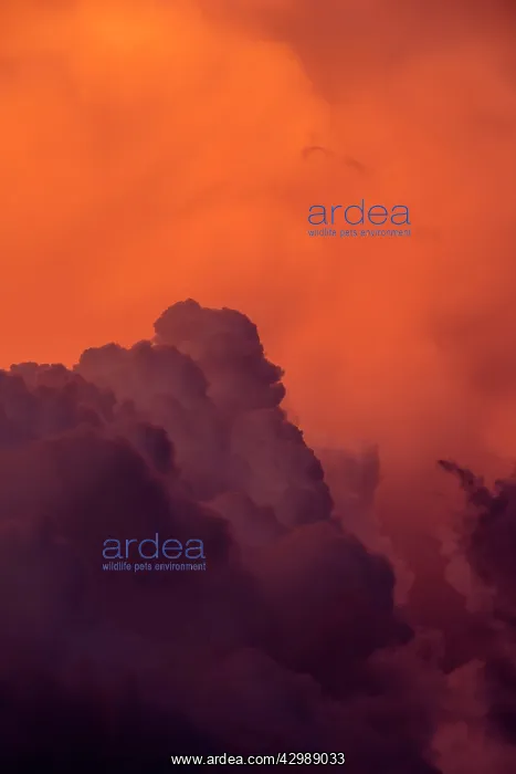 : Clouds - at sunset. Rio Negro, Amazon river : Clouds - at sunset. Rio Negro, Amazon river