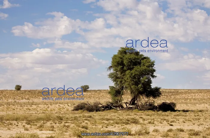 : Clouds over typical Kalahari Scenery : Clouds over typical Kalahari Scenery