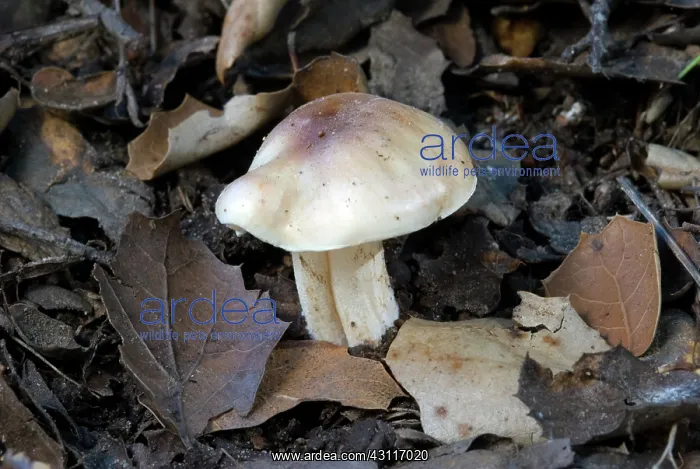: Cloudy Clitocybe Mushroom : Cloudy Clitocybe Mushroom