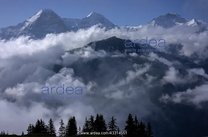 : Cloudy morning in the Bernese Alps, - Eiger, Jun : Cloudy morning in the Bernese Alps, - Eiger, Jun
