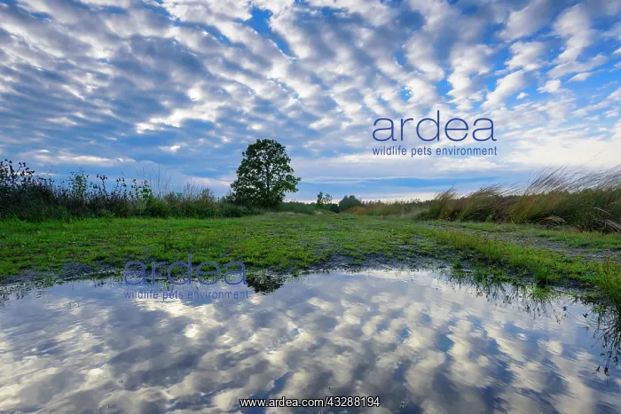 : Cloudy sky reflected in water, Goldenstedter Moor : Cloudy sky reflected in water, Goldenstedter Moor