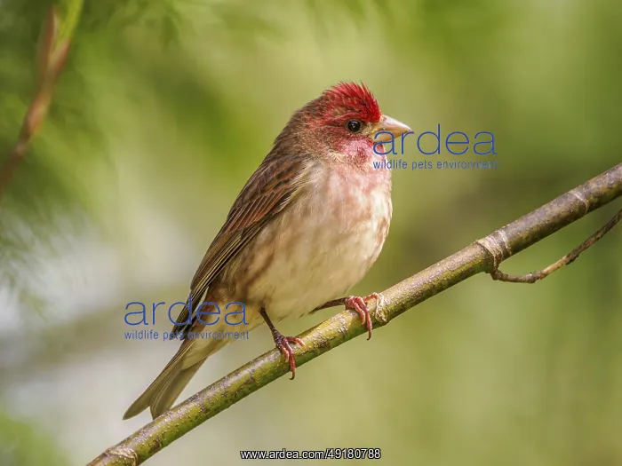 : A clourful male Purple Finch (Haemorhous purpureus) perched on a branch : A clourful male Purple Finch (Haemorhous purpureus) perched on a branch