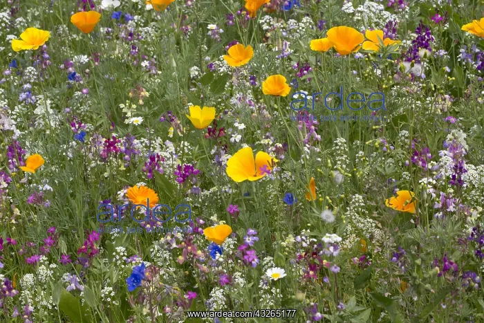 : Clourful wildflowers in Sizergh gardens, Cumbria : Clourful wildflowers in Sizergh gardens, Cumbria