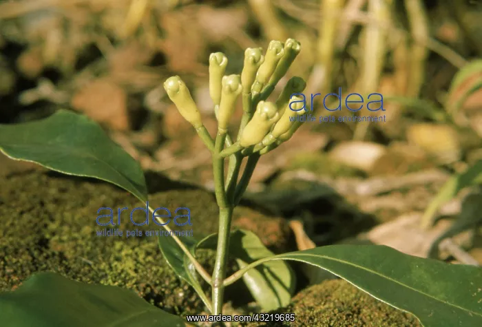 : Clove Flowers : Clove Flowers