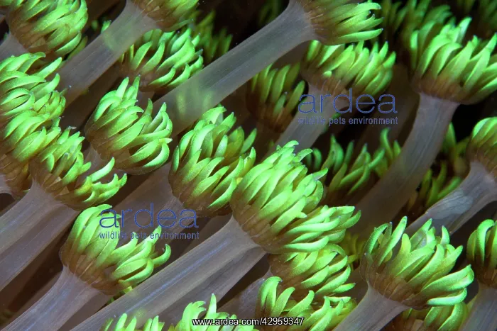 : Clove Polyps : Clove Polyps