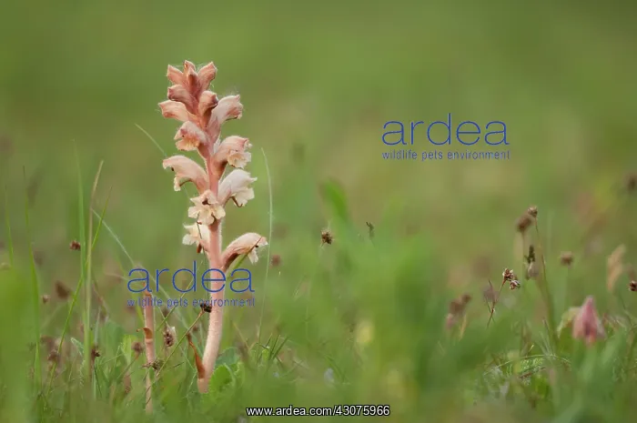 : Clove-scented broomrape : Clove-scented broomrape