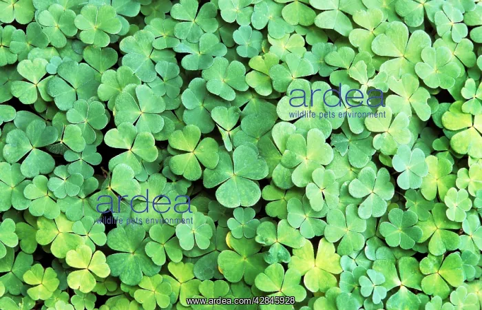  : Clover