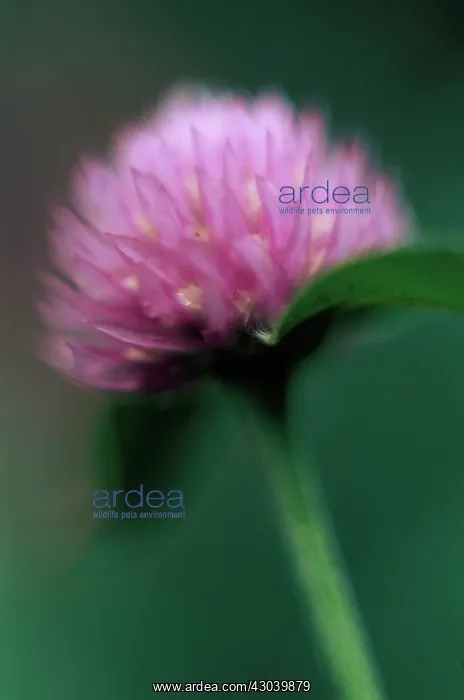 : Clover, Trifolium pratense : Clover, Trifolium pratense